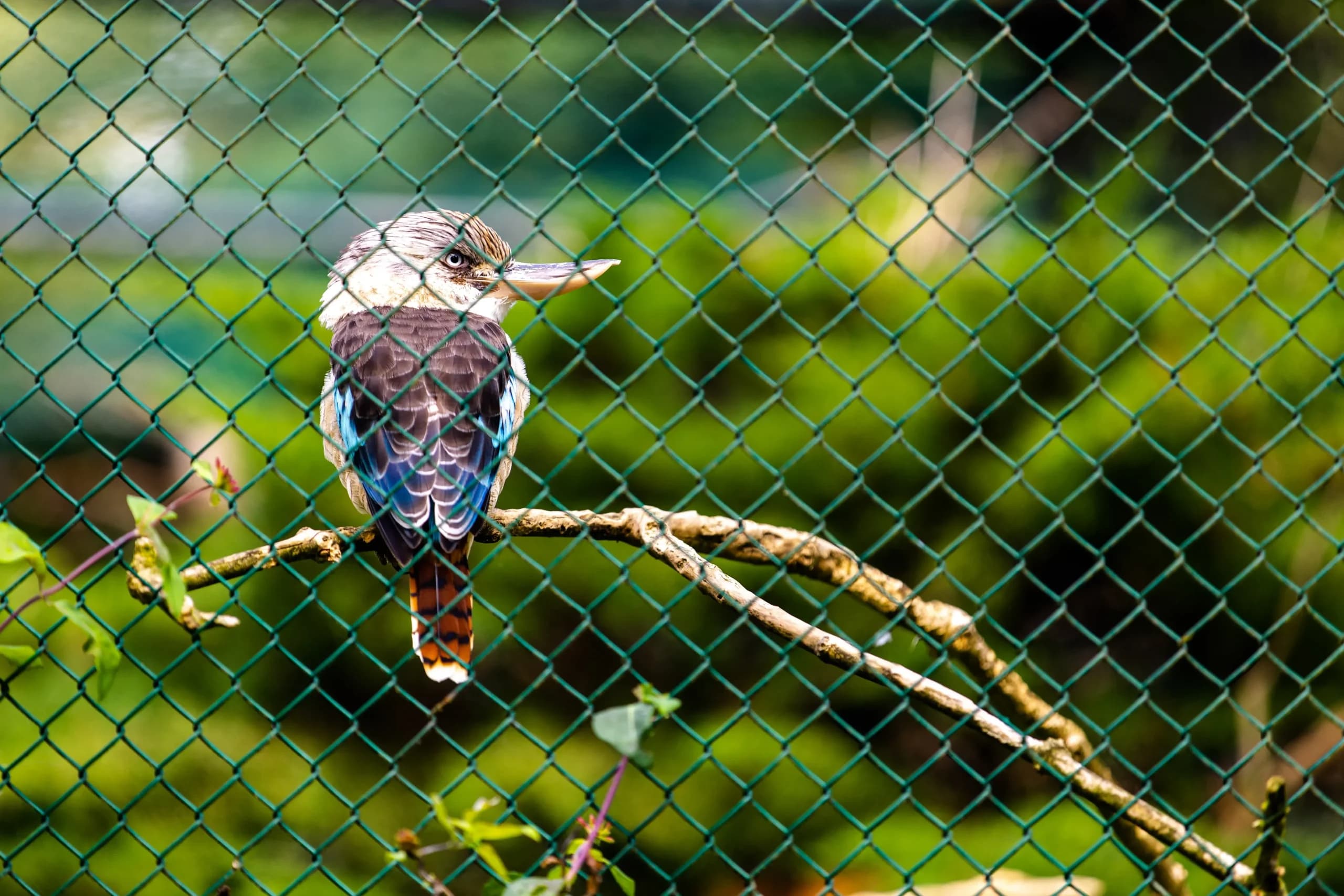 Fence